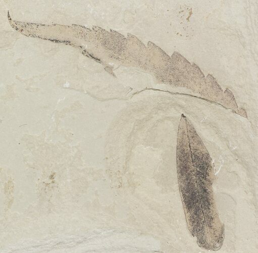 Fossil Rhus (Sumac) Leaf & Unidentified Leaf - Green River Formation #45666